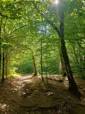 Journ�e �nerg�tique � Broc�liande : Reconnexion et Magie de la Terre